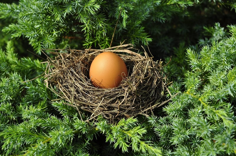 Phoenix Nests
